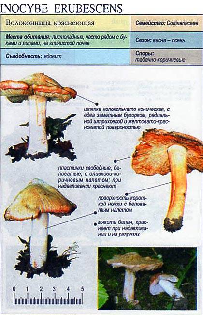 Волоконница земляная - описание, где растет, ядовитость гриба