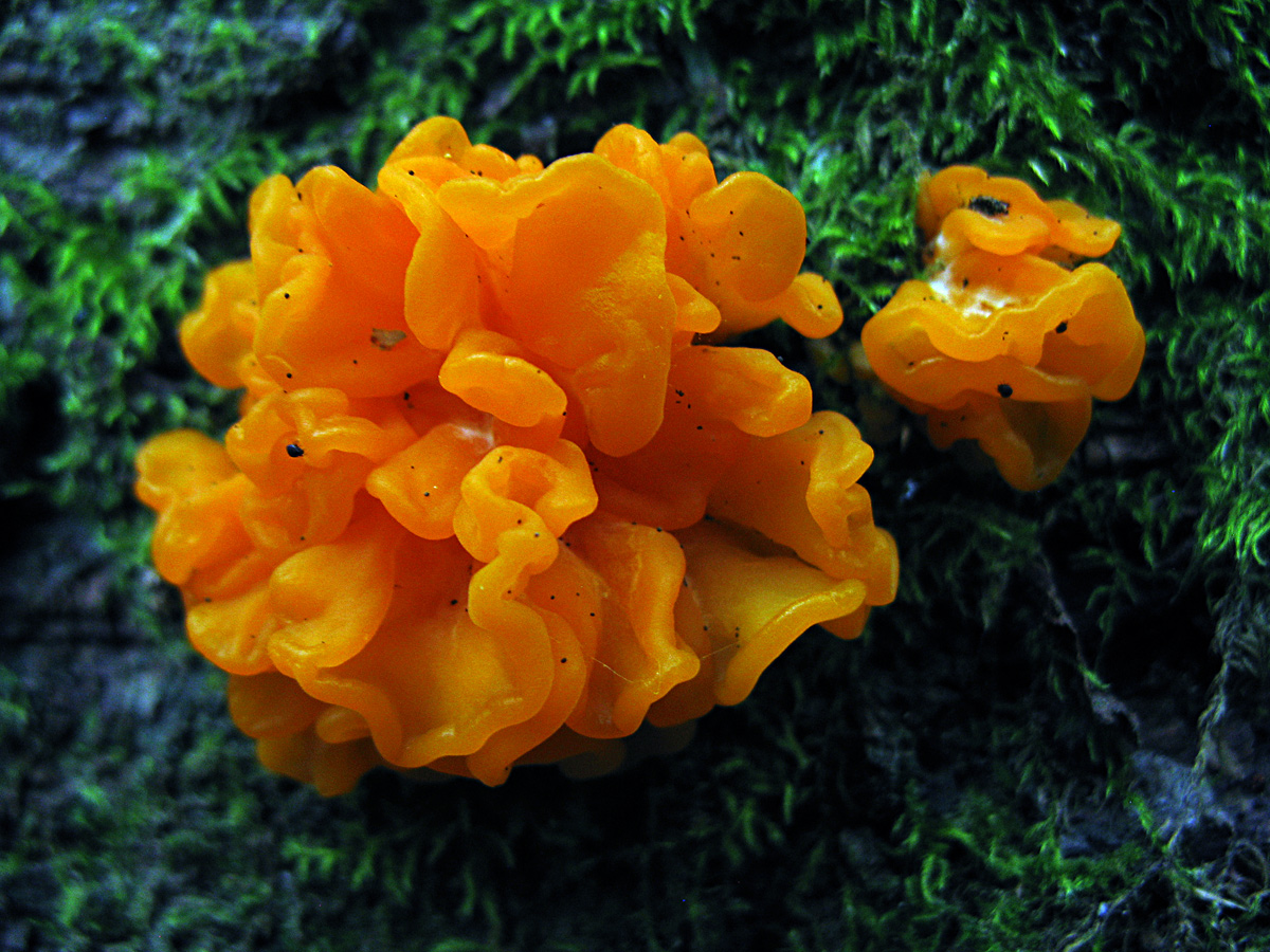 Dacrymyces chrysospermus (bull.) tul. - orange jelly spot