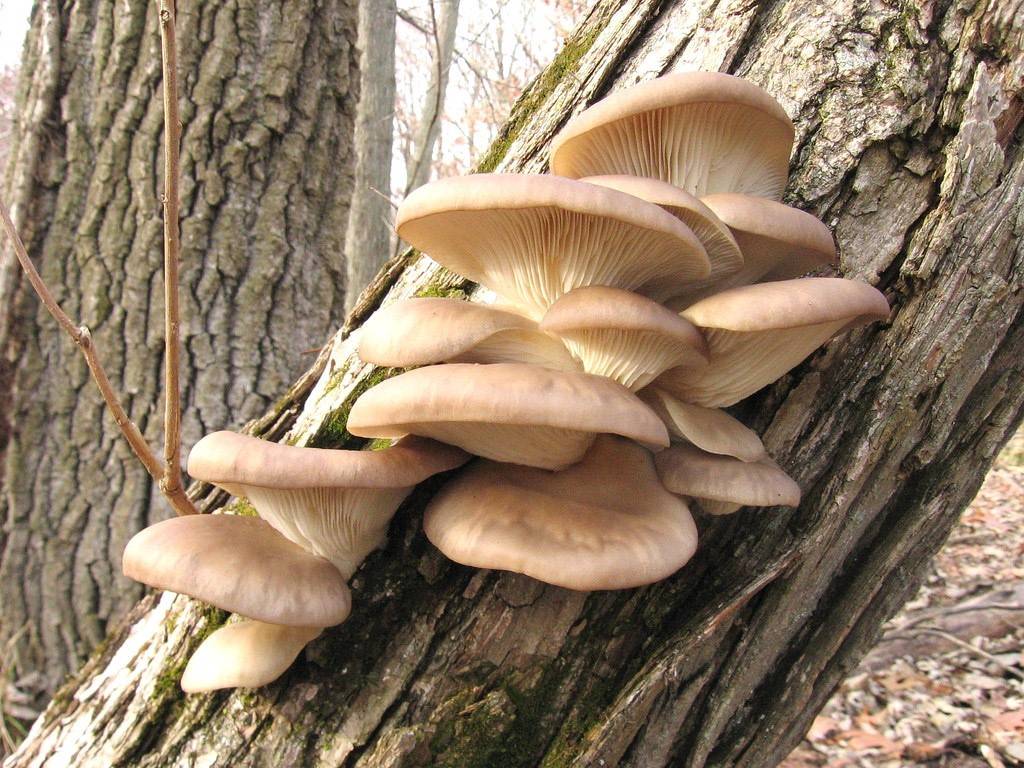 Способы выращивания грибов вешенка: особенности и технология