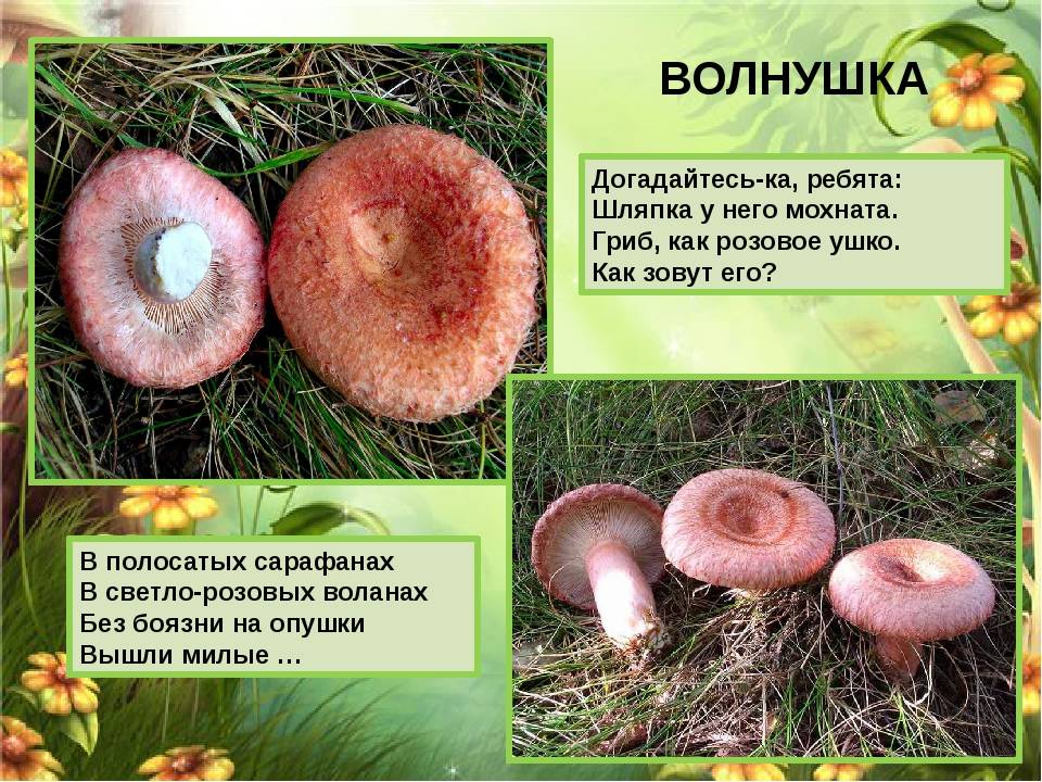 Съедобные или нет грибы волнушки: описание основных разновидностей, состав и свойства, способы приготовления