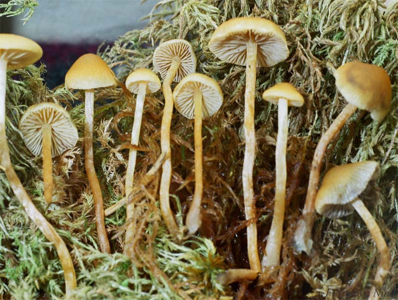 Ядовитые и несъедобные грибы