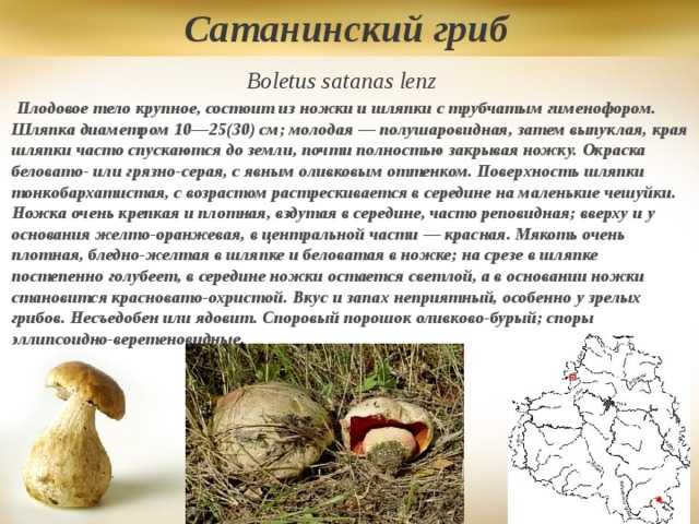 Сатанинский гриб - фото и описание, ядовитый или съедобный, где растет, как выглядит, факты