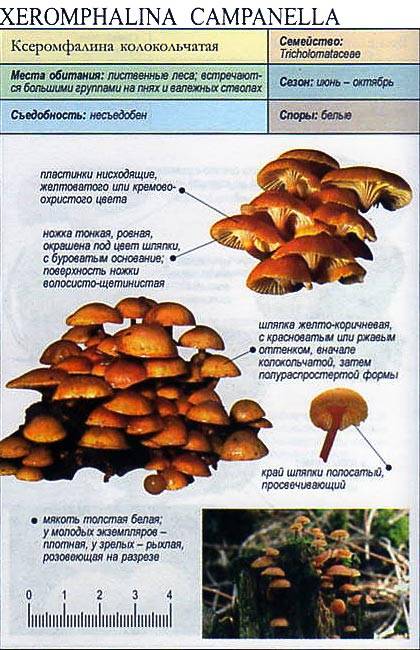 Ксеромфалина корню (xeromphalina cornui) – грибы сибири