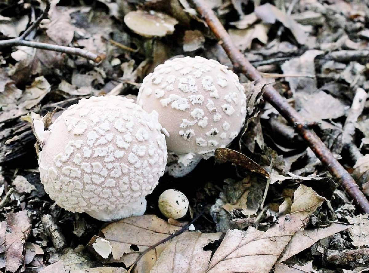 Как выглядит гриб дождевик и его описание (+29 фото) — викигриб