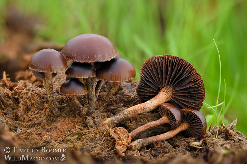 Псилоцибиновые грибы-таинственные, притягательные и опасные + видео
