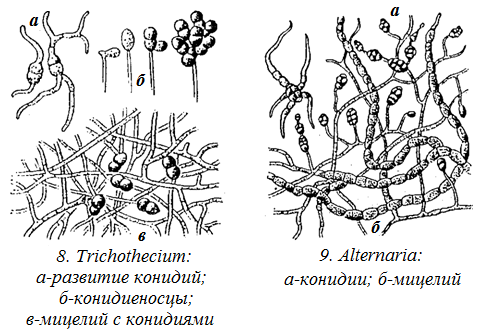 Обнаружены споры и мицелий. Триходерма строение гриба. Альтернария мицелий. Триходерма строение. Конидии фитофторы.