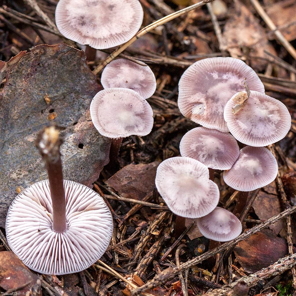 Мицена чистая: описание и места распространения гриба, фото