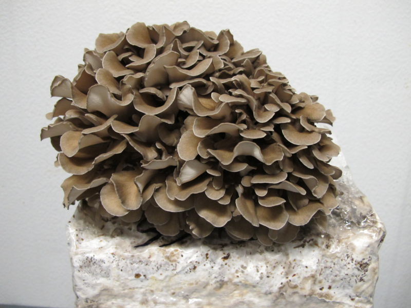 Описание и лечебные свойства гриба-барана