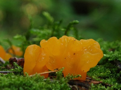 Китайский древесный гриб: фото и описание, съедобные и несъедобные виды