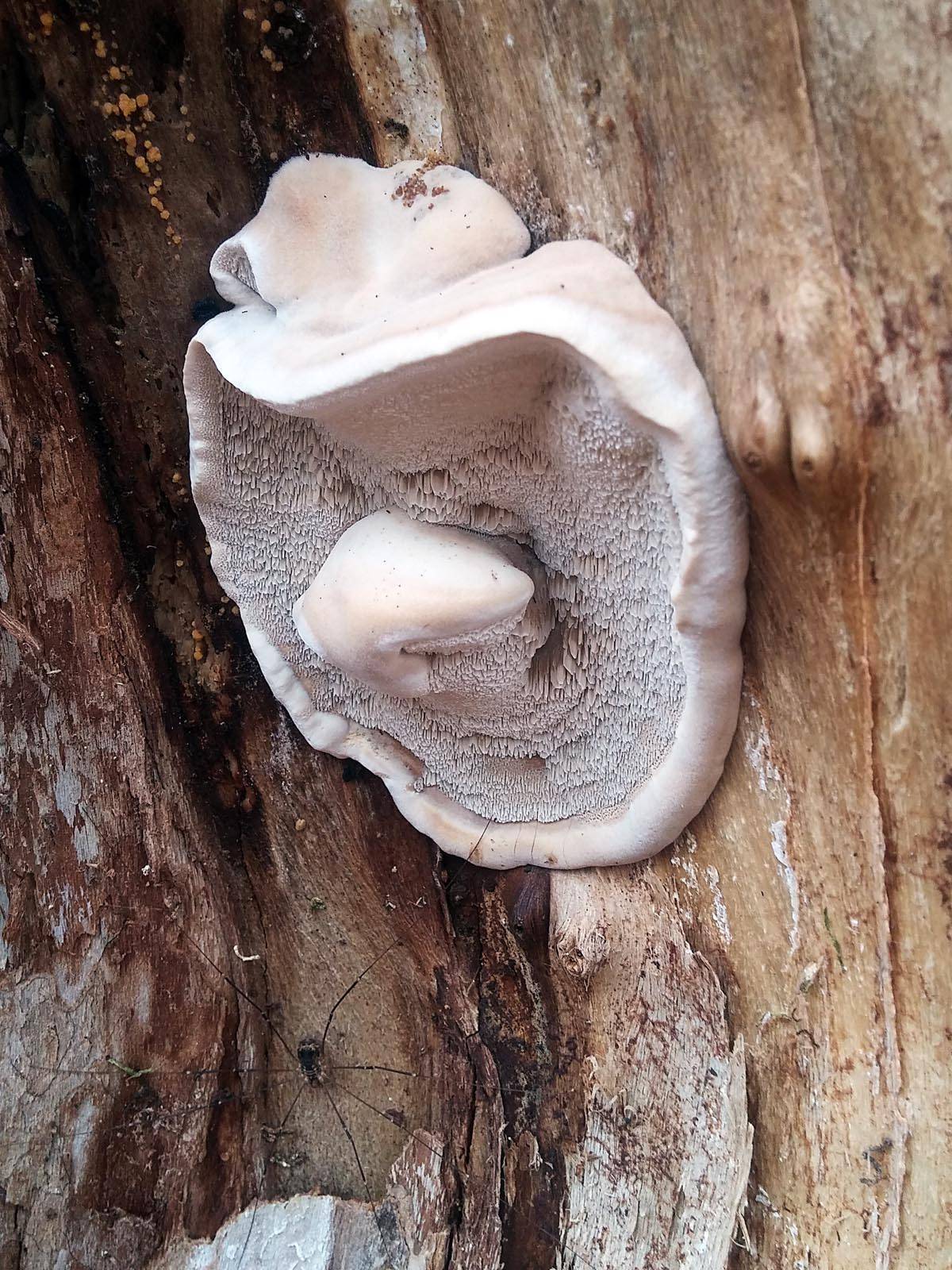 Трутовик лакированный (ganoderma lucidum): гриб бессмертия
