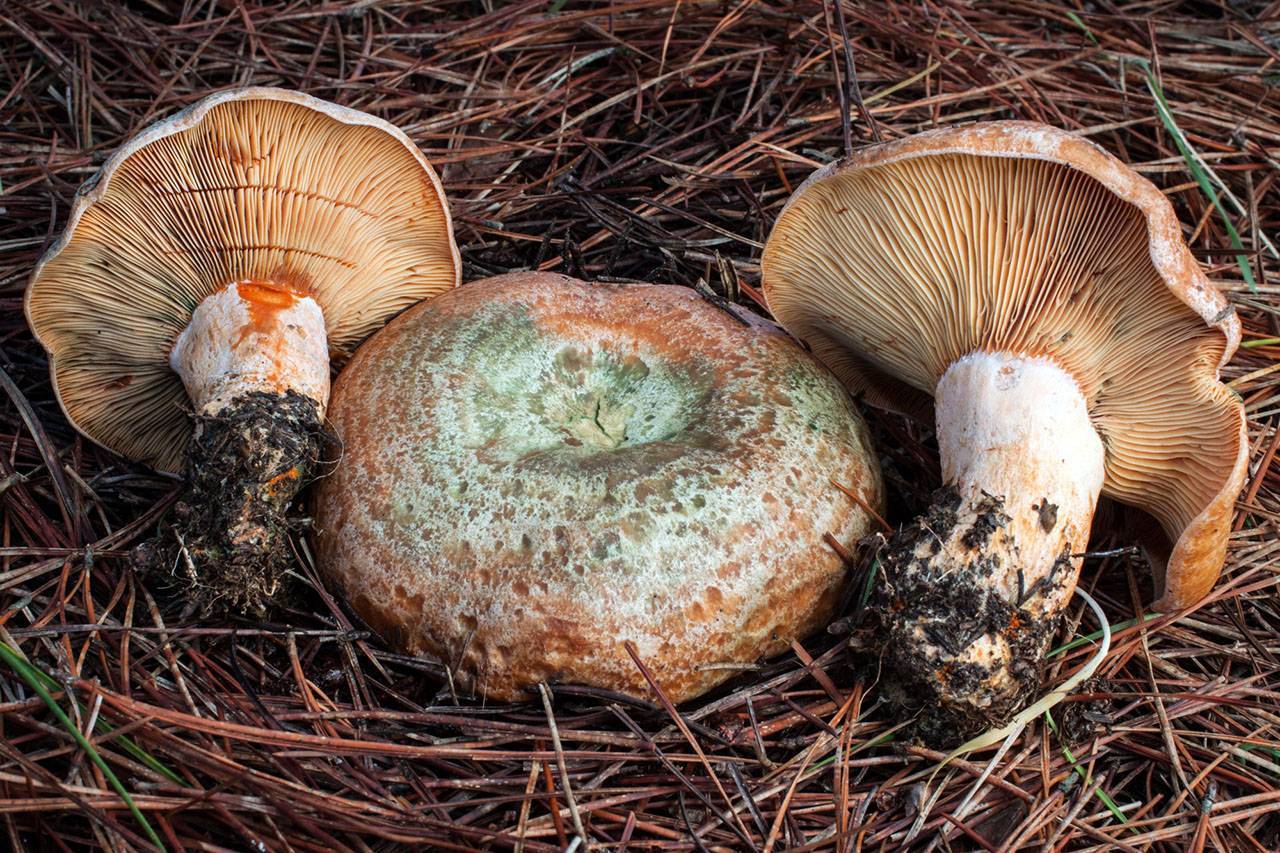 Ложный гриб рыжик: фото и описание, съедобный или нет, как отличить от настоящего