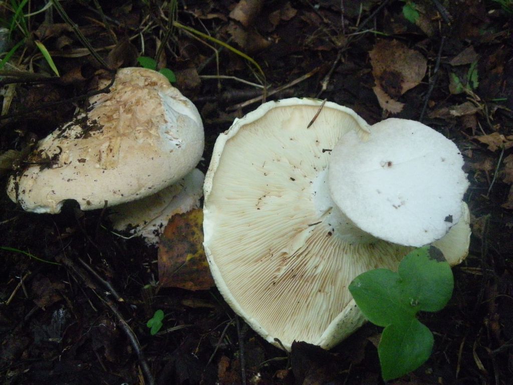 Редкий гриб лейкопаксиллус лепистовидный