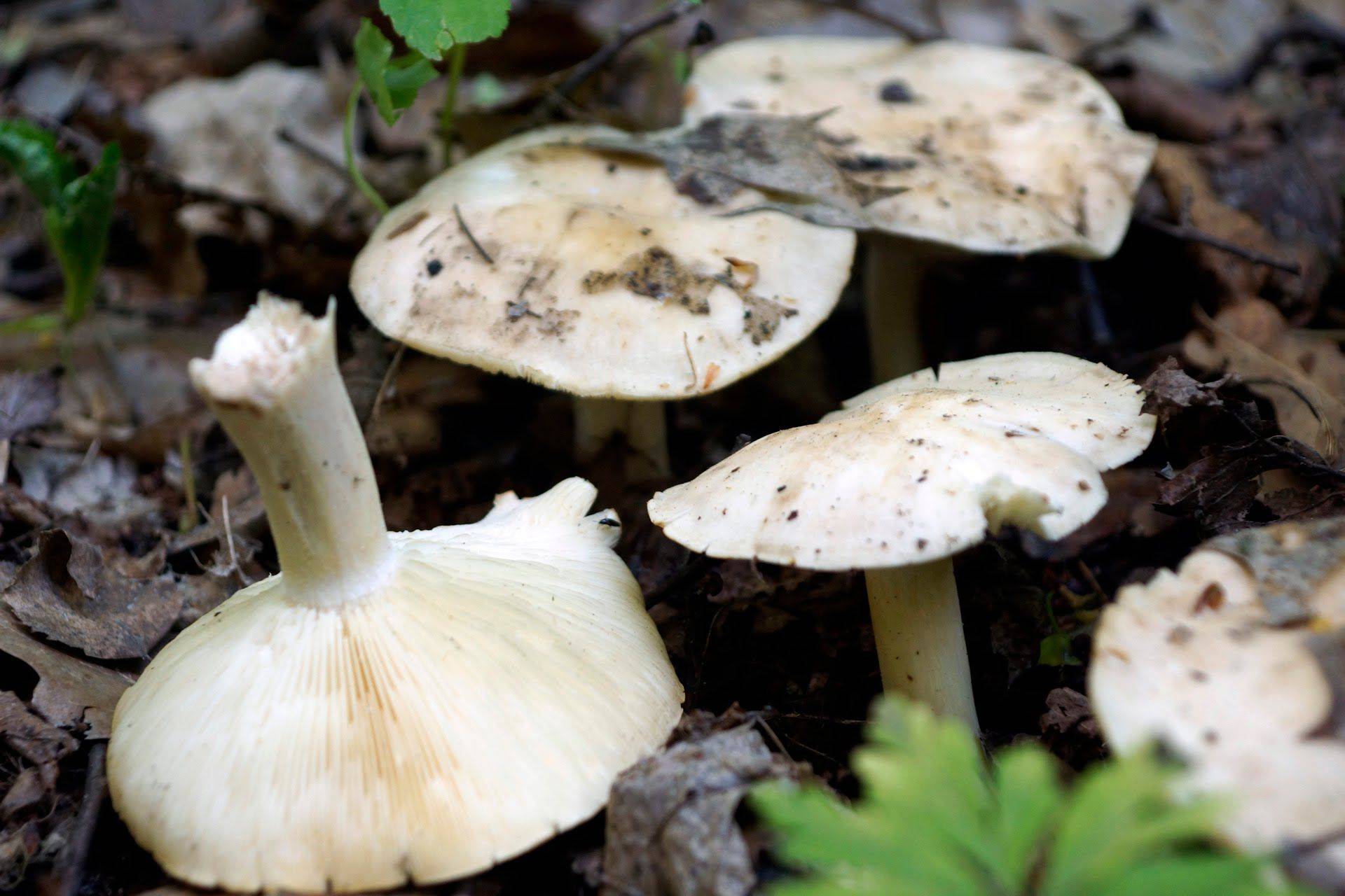 Майский гриб: описание, свойства, применение, рецепты, фото