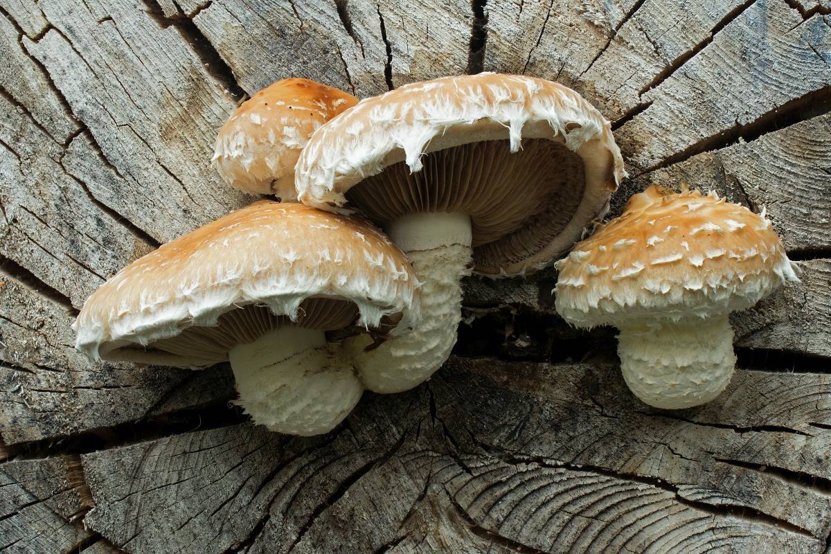 Подтопольники или тополиная рядовка: описание и фото, подробный разбор гриба и как его готовить