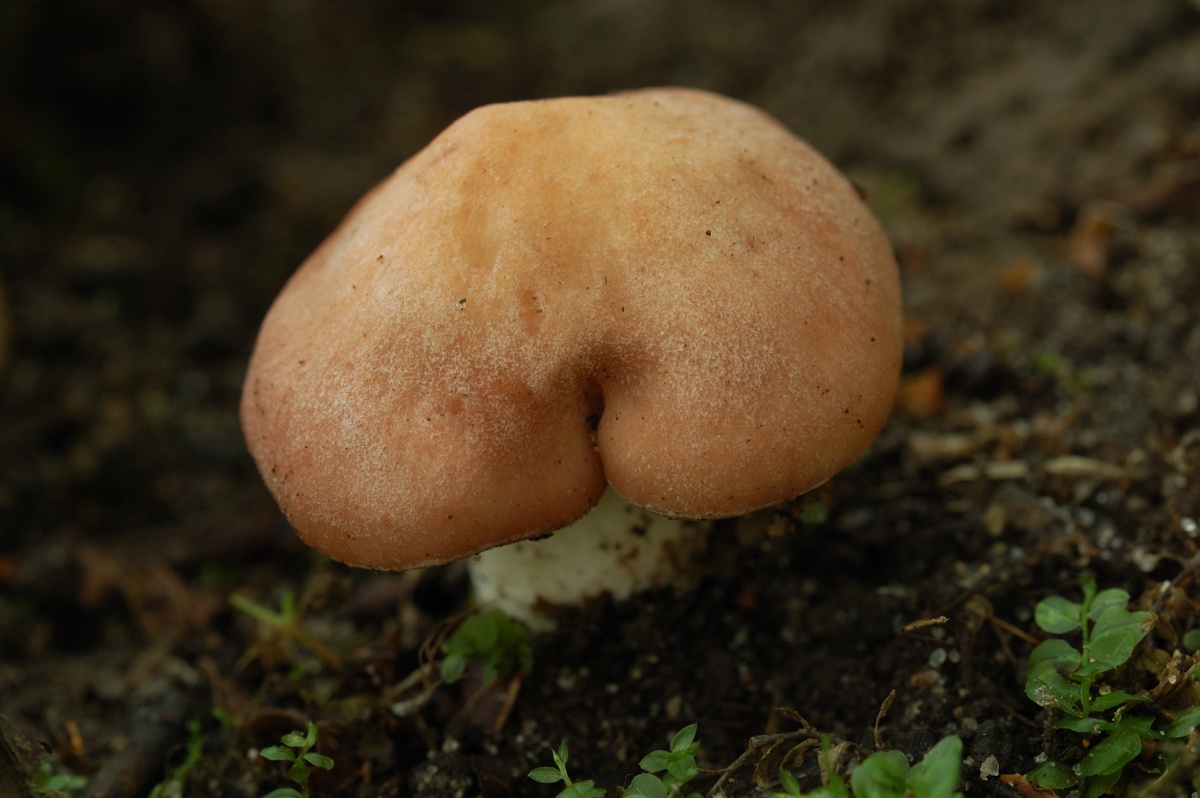 Подвишень, гриб-стукач: самая полезная "белянка" на свете | это грибы! | дзен