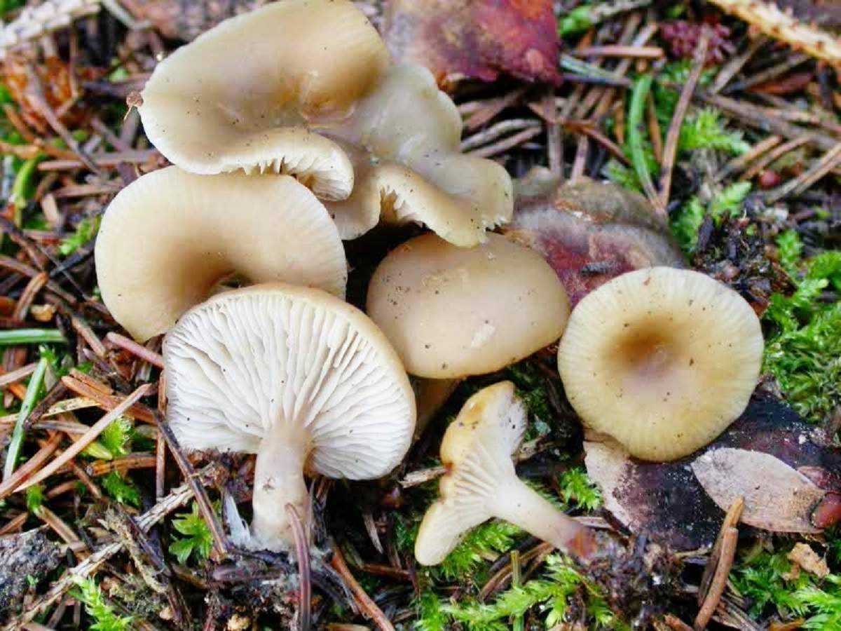 Говорушка гриб. Говорушка восковатая.Clitocybe cerussata. Говорушка восковатая гриб. Говорушка беловатая съедобная. Говорушка беловатая съедобный гриб.