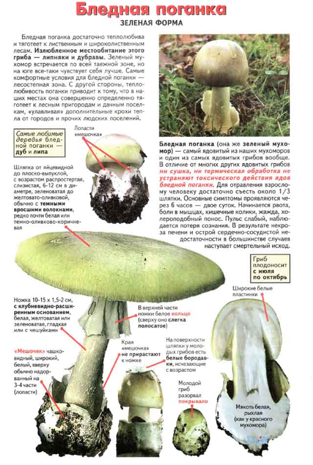 Бледная поганка, как выглядит ядовитый гриб, фото и описание, вред и польза