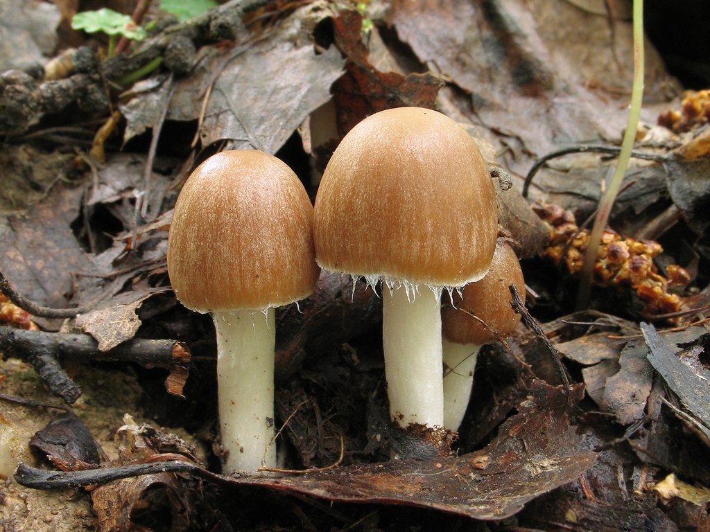 Псатирелла, наша хрупкая радость. самый вкусный гриб из тех, что никто не берёт | это грибы! | дзен