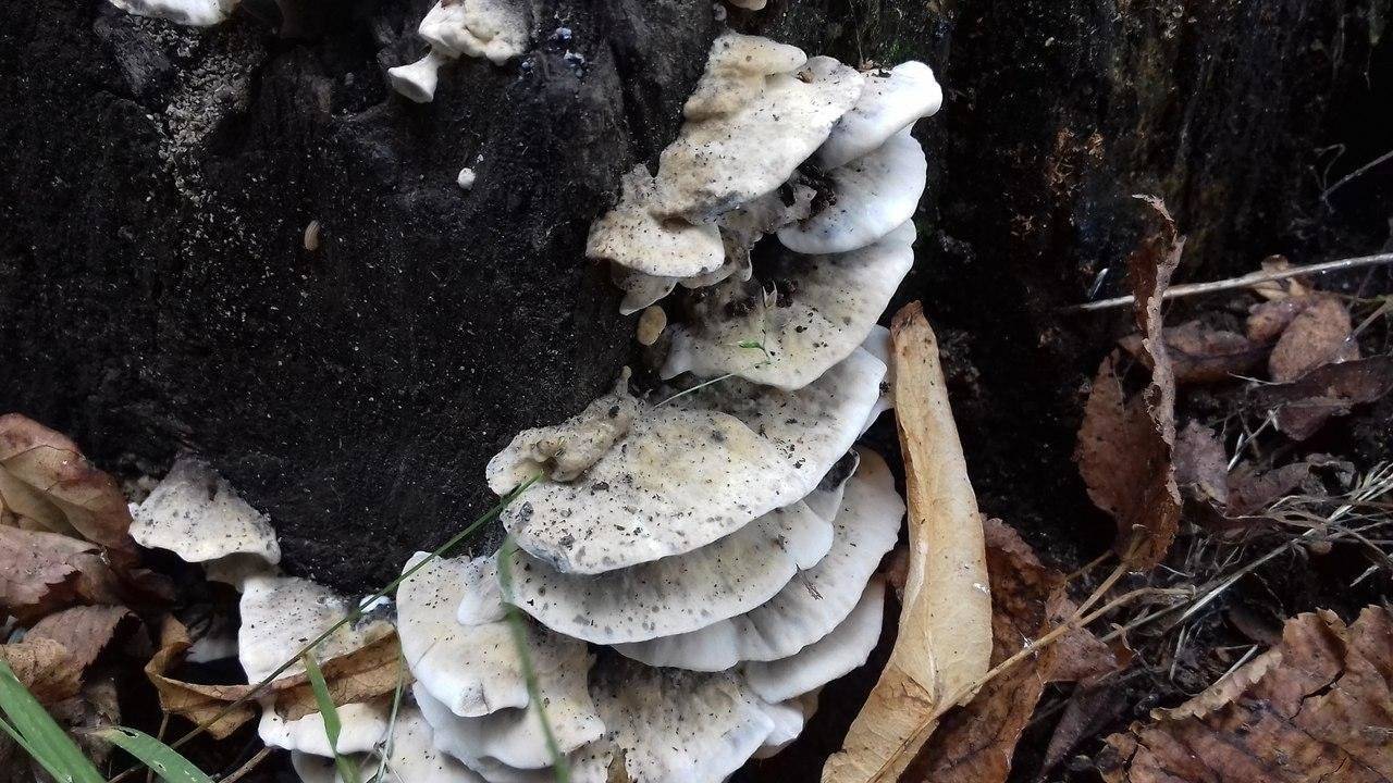 Съедобные грибы воронежской области: летние, весенние и осенние виды