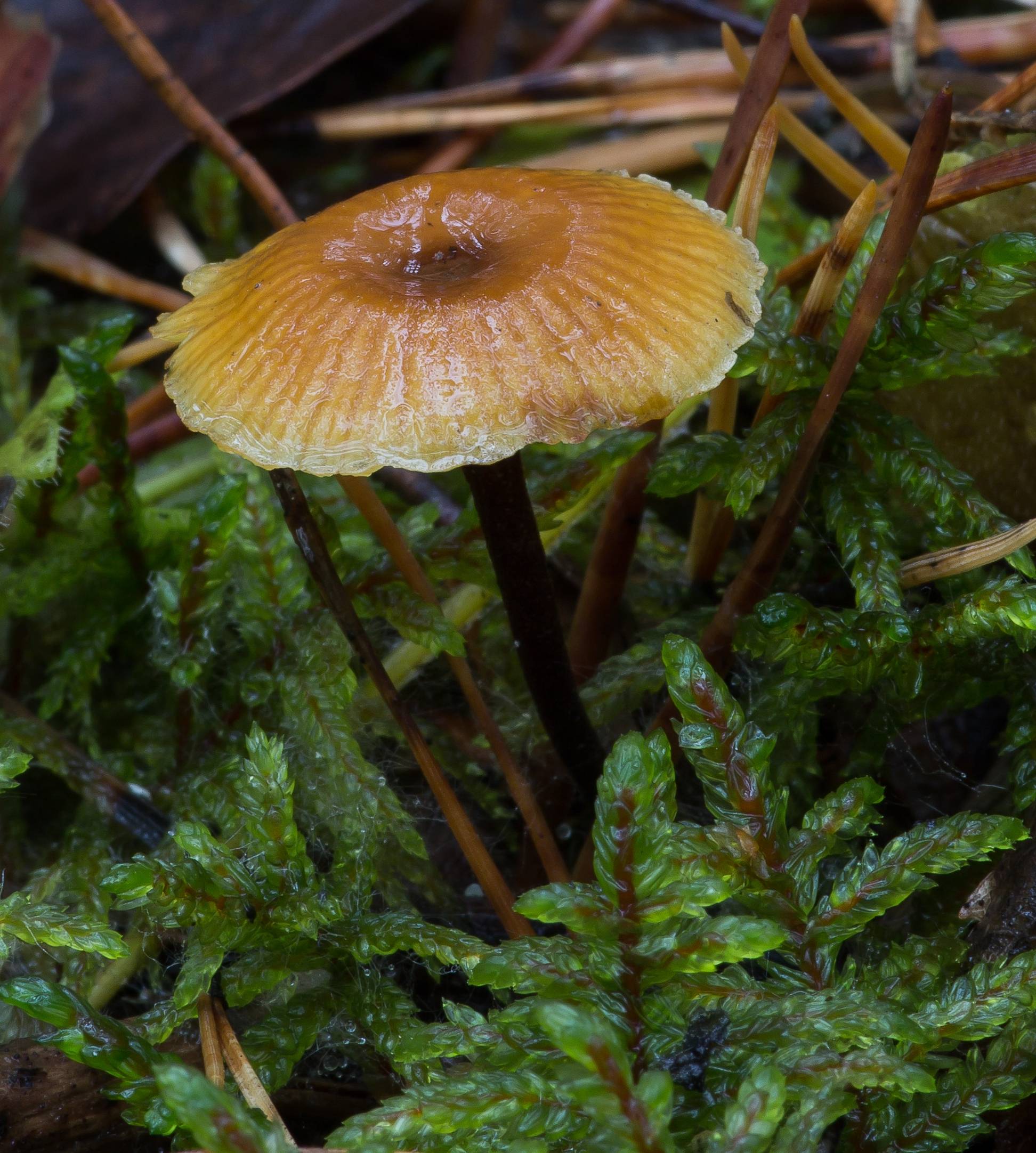 Ксеромфалина колокольчатая (xeromphalina campanella s.l.) – грибы сибири