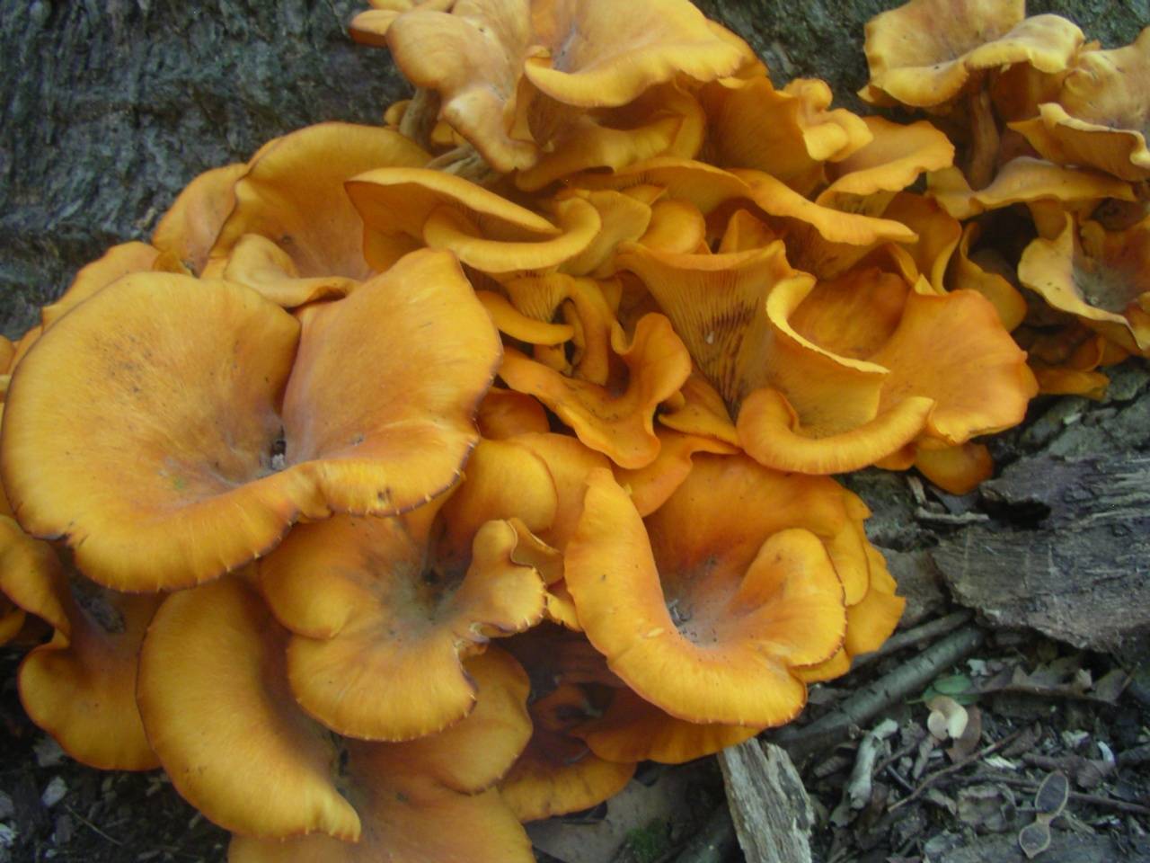Омфалотус масличный – гриб со светящимися пластинками — викигриб