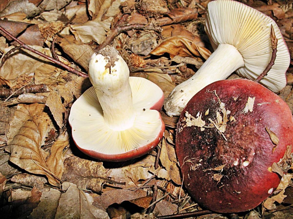 Сыроежка: съедобные и несъедобные грибы, описание и отличительные особенности грибов где растут и когда собирать