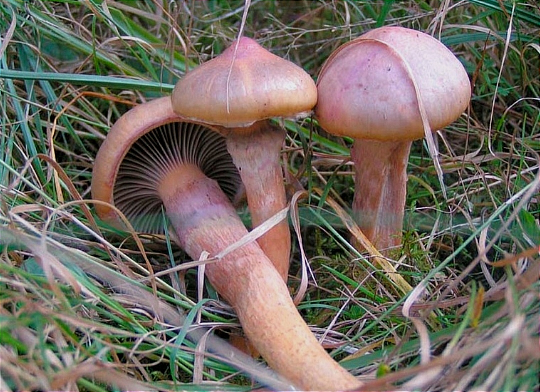 Розовый гриб: фото и описание съедобных и ядовитых видов