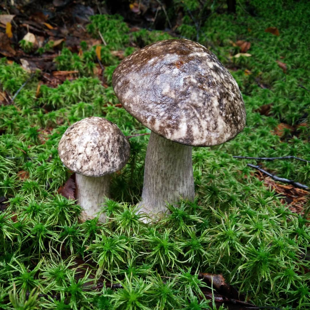 Подберёзовик болотный (leccinum holopus) – грибы сибири