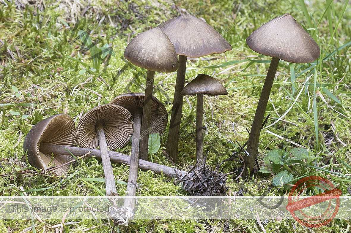 Энтолома горшечная (entoloma chytrophilum) – грибы сибири