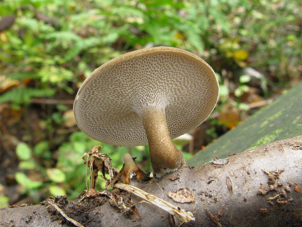 Трутовики (грибы). описание, фото и виды