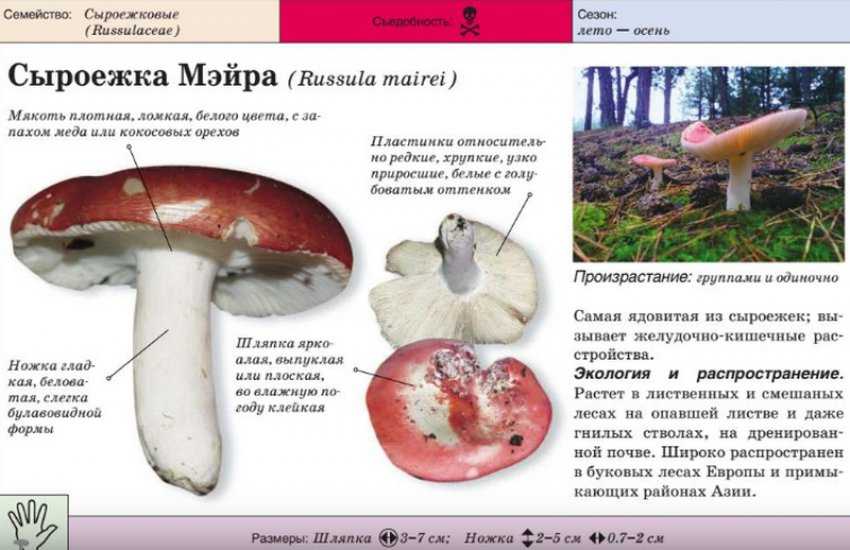 Cыроежки съедобные и несъедобные: фото и описание, как их готовить и отличать от похожих грибов.