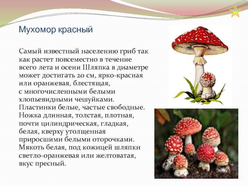 Мухомор красный ядовитый - описание и фото гриба, свойства и признаки