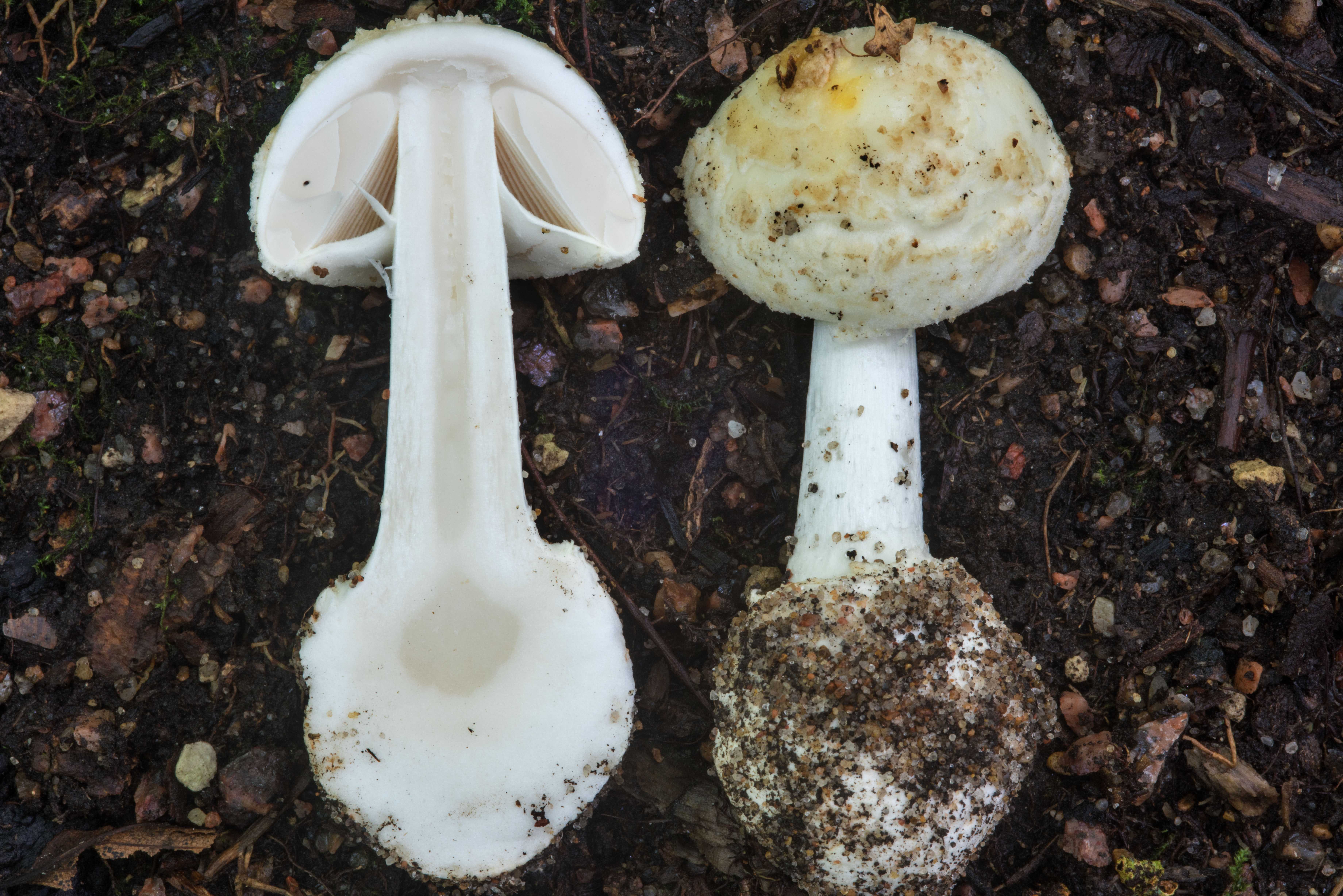 Опасный и коварный лесной гриб – мухомор весенний