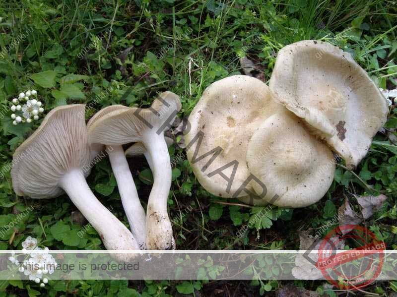 Ядовитые энтоломы: унылая угроза | это грибы! | дзен