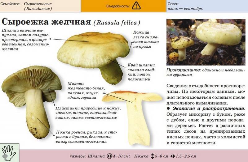 Как отличить ядовитый гриб: особенности жгучеедкой сыроежки