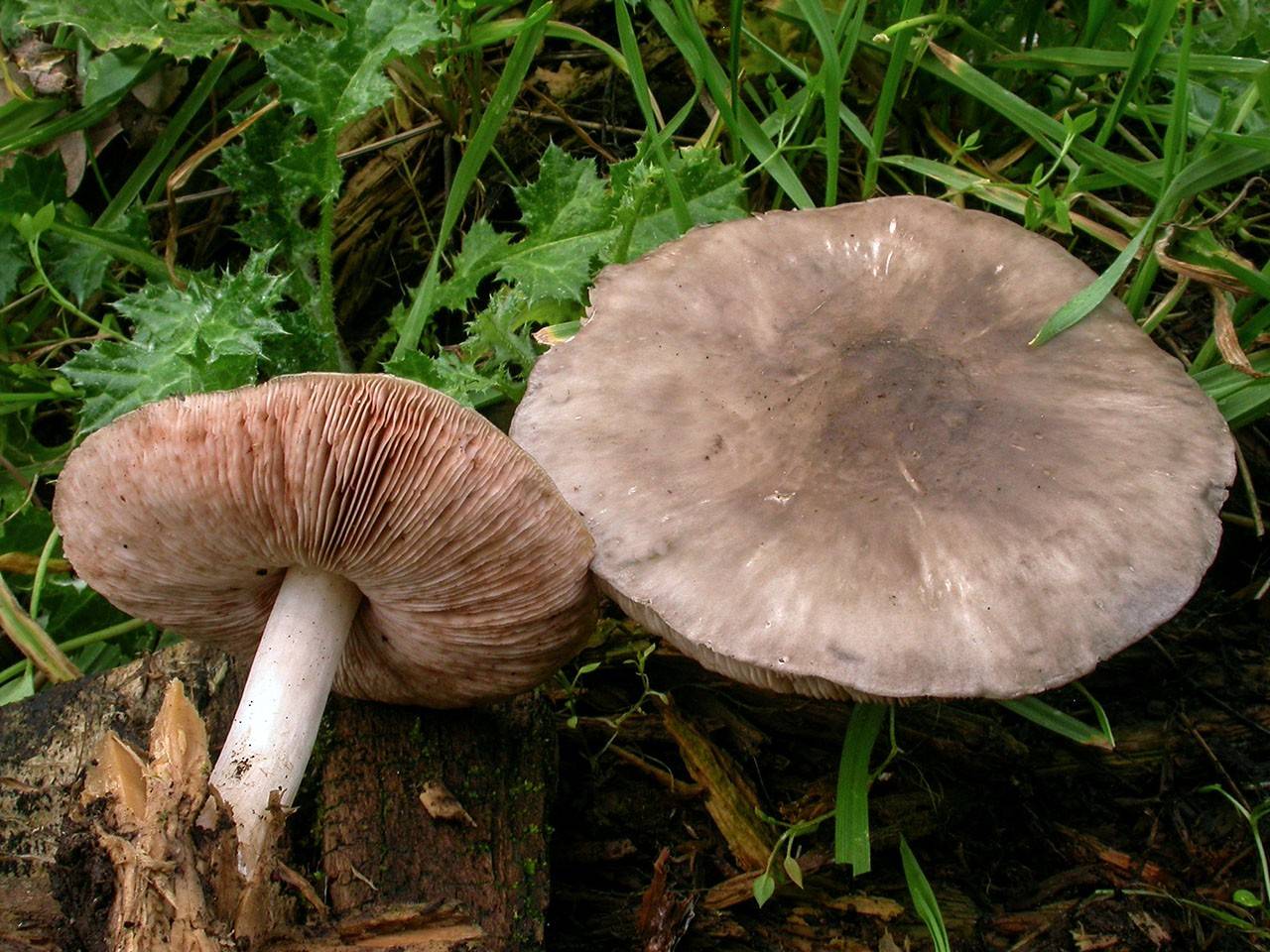 Плютей — северный олень (pluteus rangifer) – грибы сибири