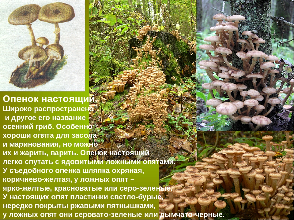 Как выглядят опята и какие виды растут в наших лесах - грибы собираем