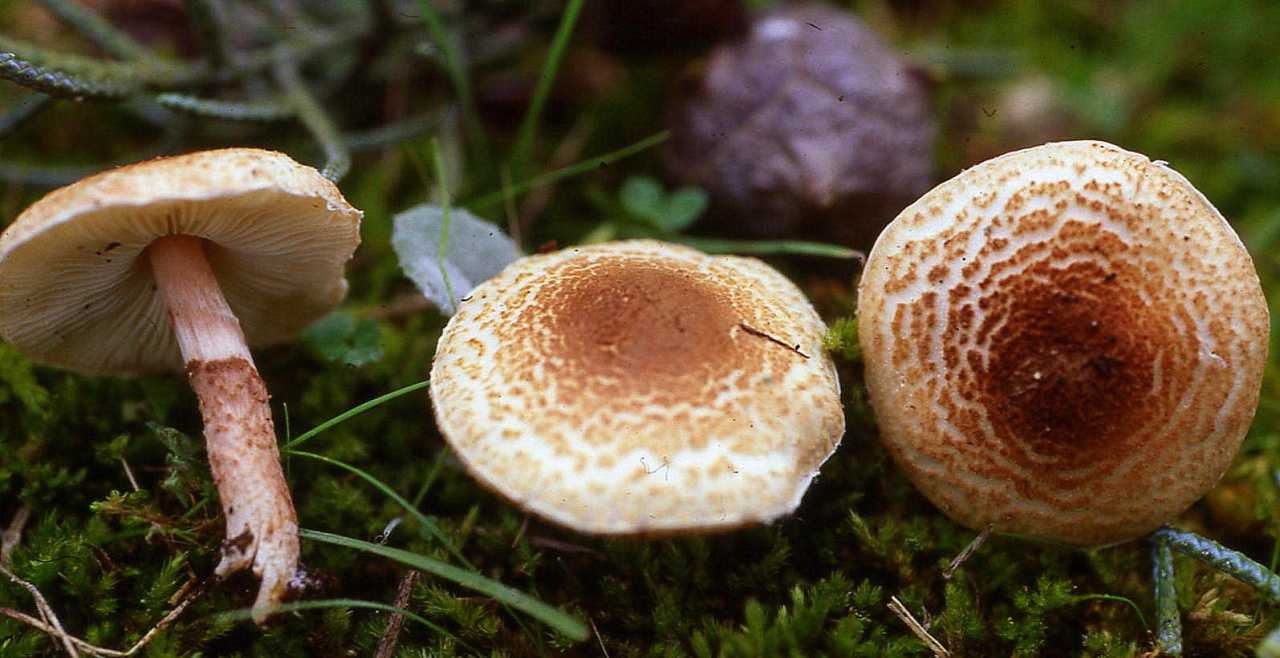 Лепиота гребенчатая (lepiota cristata) – грибы сибири