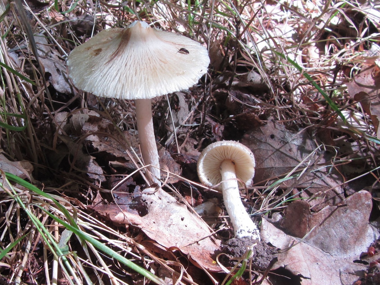 Волоконница острая — описание гриба, похожие виды, фото
