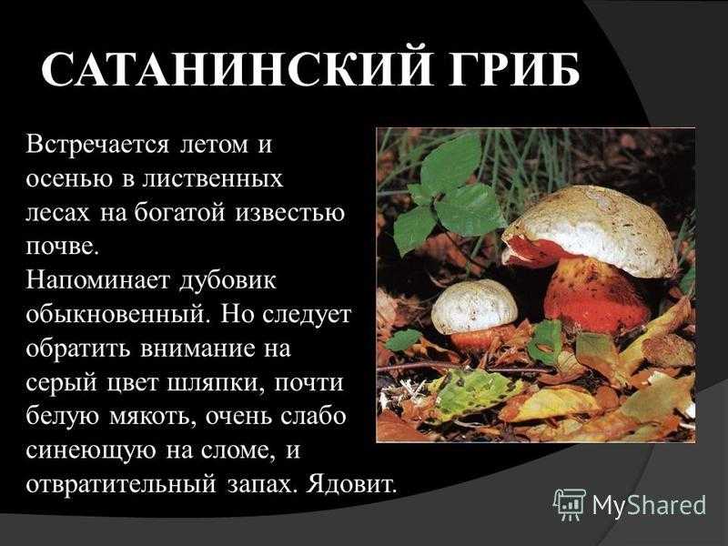 Сатанинский гриб на вкус. сатанинский гриб. съедобный или ядовитый? отличие съедобного от ядовитого гриба сатаны и почему его так называют +фото