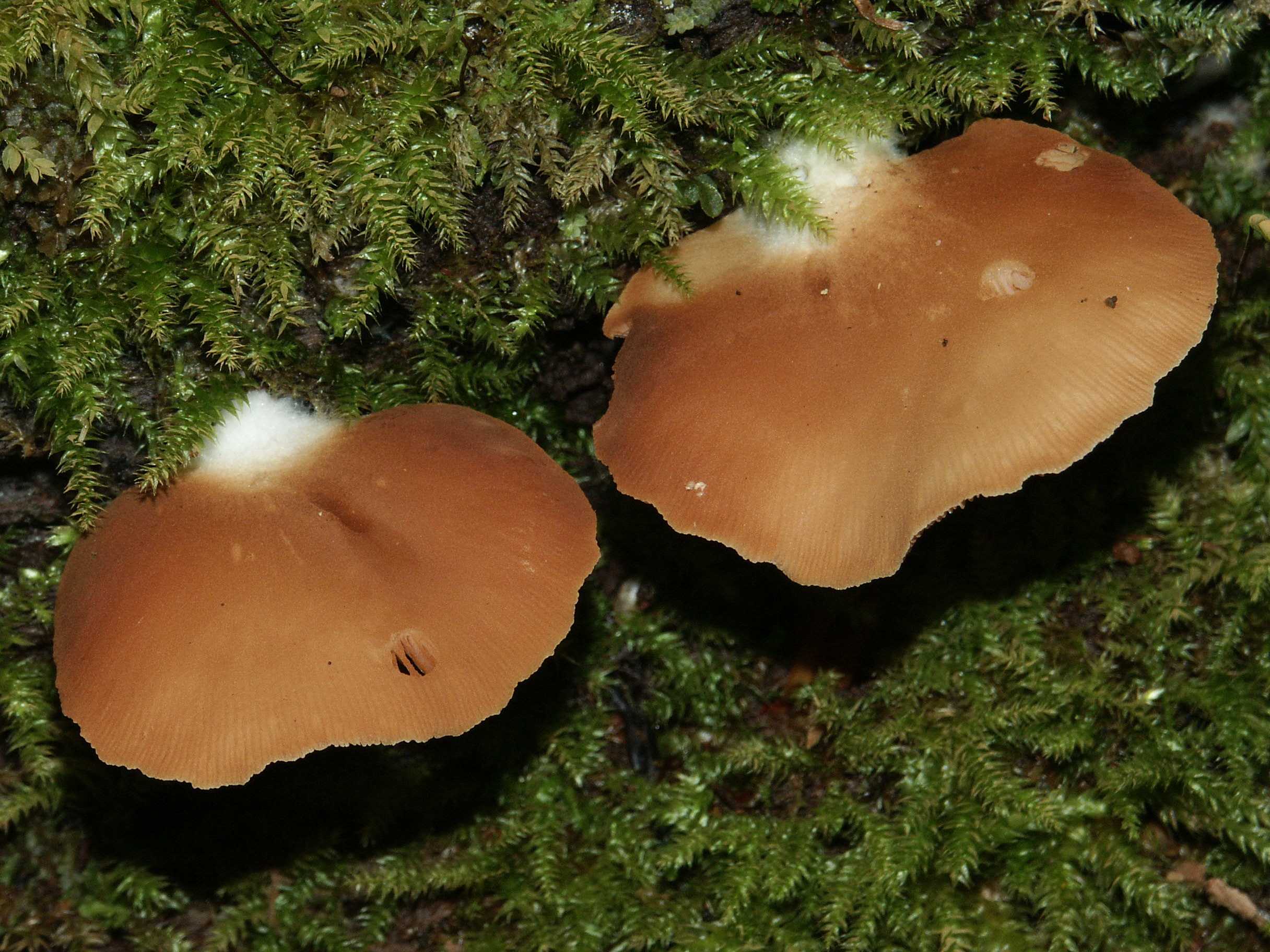 Семейство крепидотовые - crepidotaceae. всё о грибах.