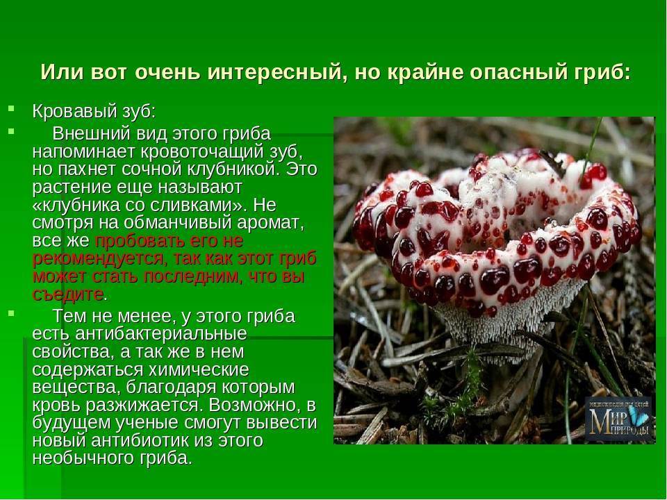 Редкое встречается в мире. Гиднеллум ПЕКА несъедобные грибы. Кровавый зуб гриб рассказ. Грибы Кровавый зуб опасные для человека.