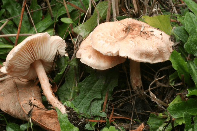 Ядовитые и галлюциногенные грибы кипра - блоги кипра