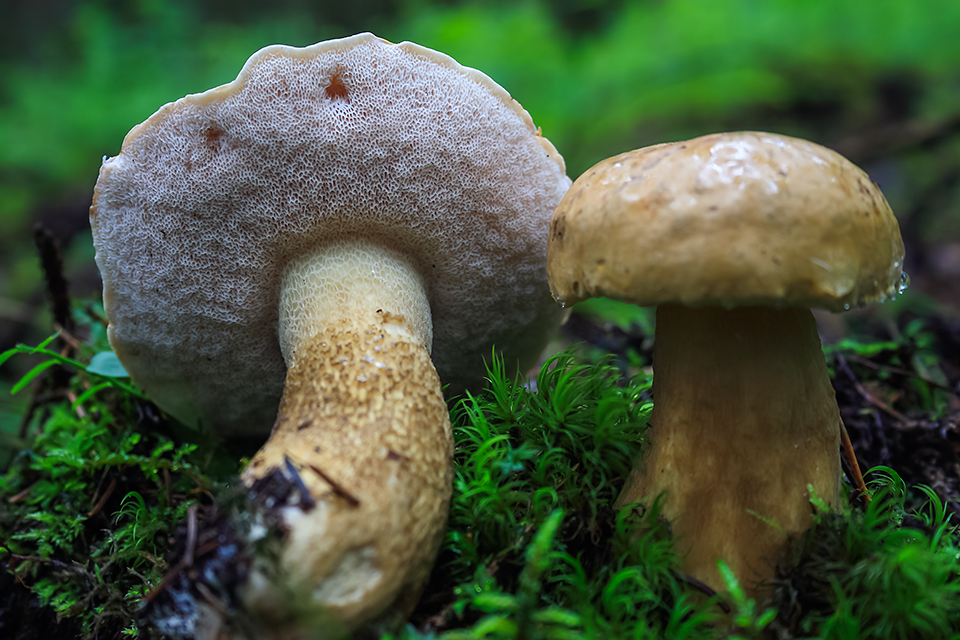 Белый гриб ложный: как отличить от настоящего? желчный гриб (ложный белый гриб)