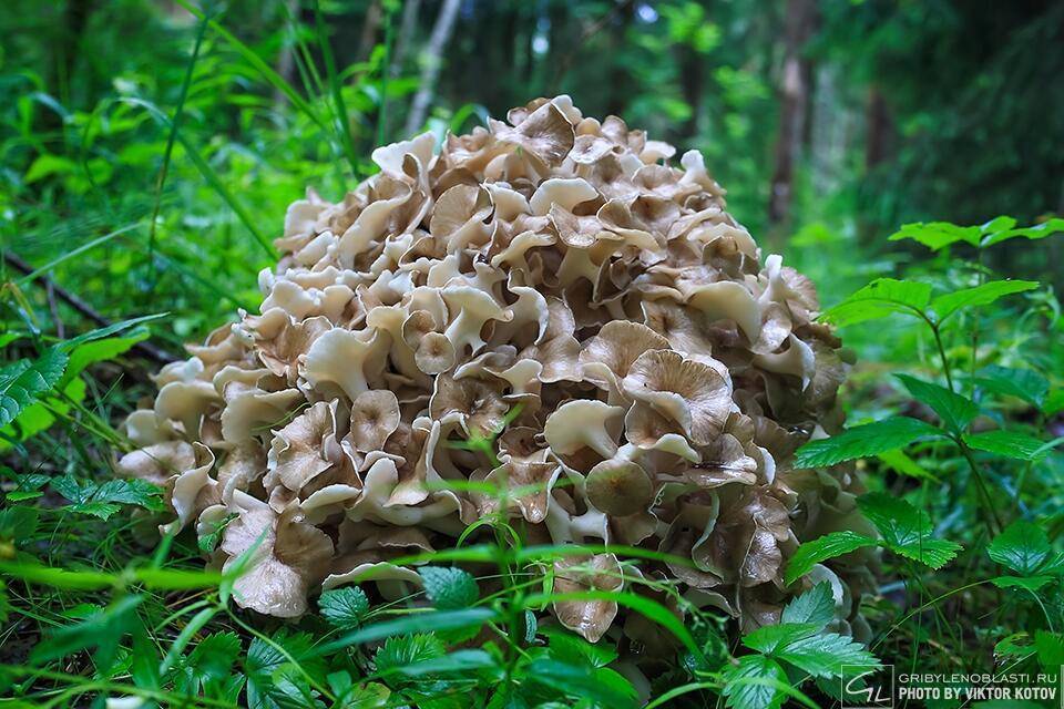 Трутовик чешуйчатый – пятнистый древесный деликатес - грибы собираем