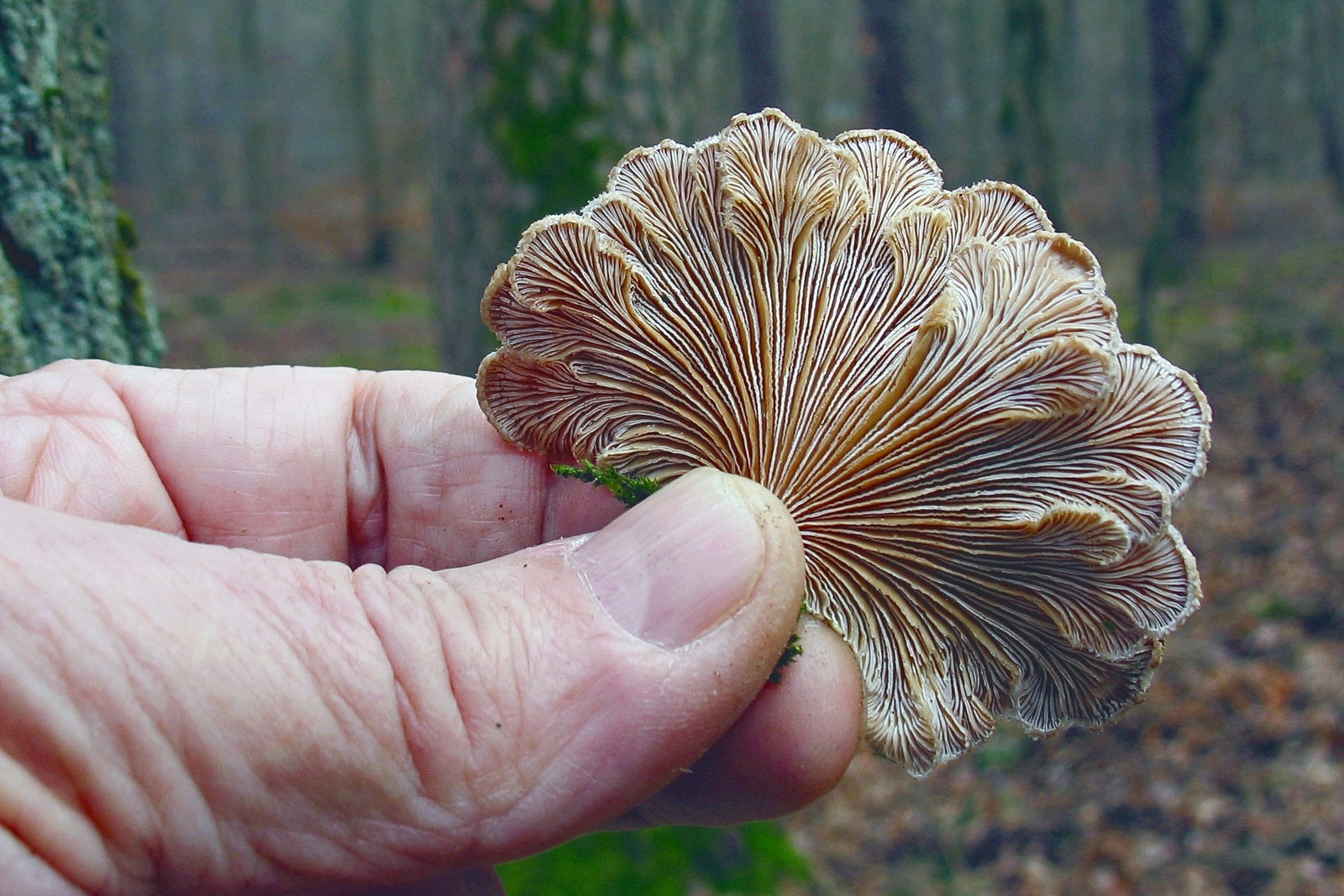 Удивительные грибы | блог барышням