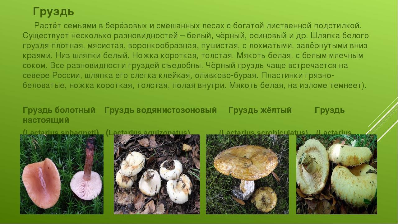 В каких лесах растут грибы грузди: видео, где искать белые и черные грузди