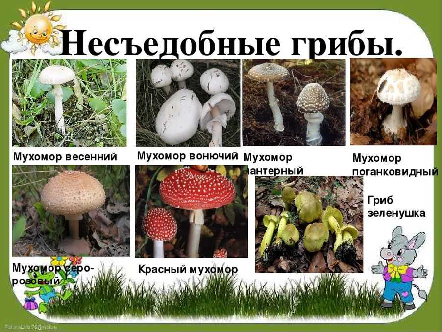 Ядовитые грибы россии с названиями и описаниями
