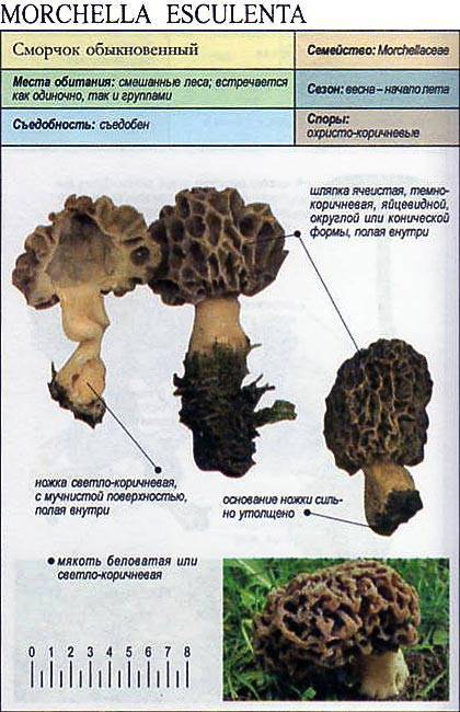 Сморчковая шапочка | грибы и грибные места