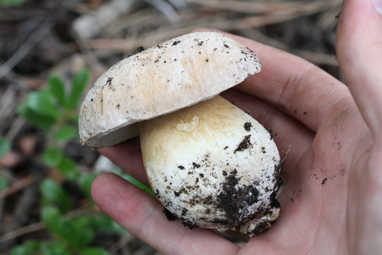 Боровик – царский гриб. виды боровиков — викигриб